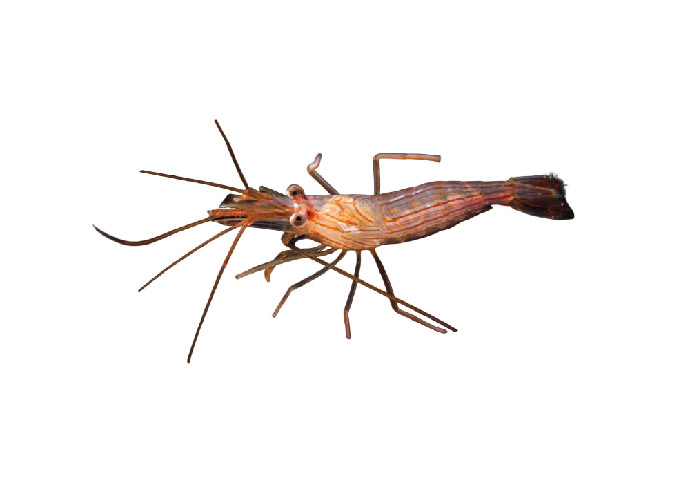 Peppermint Shrimp for sale in australia