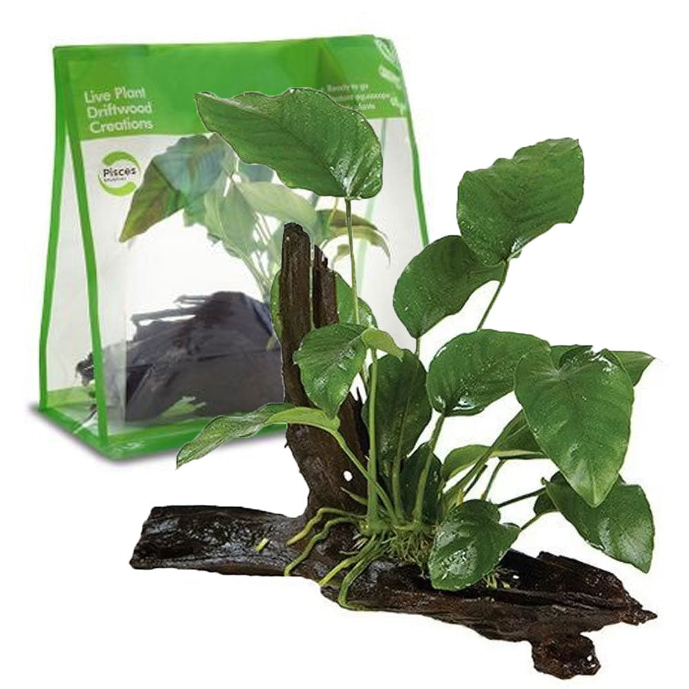 Anubias On Wood