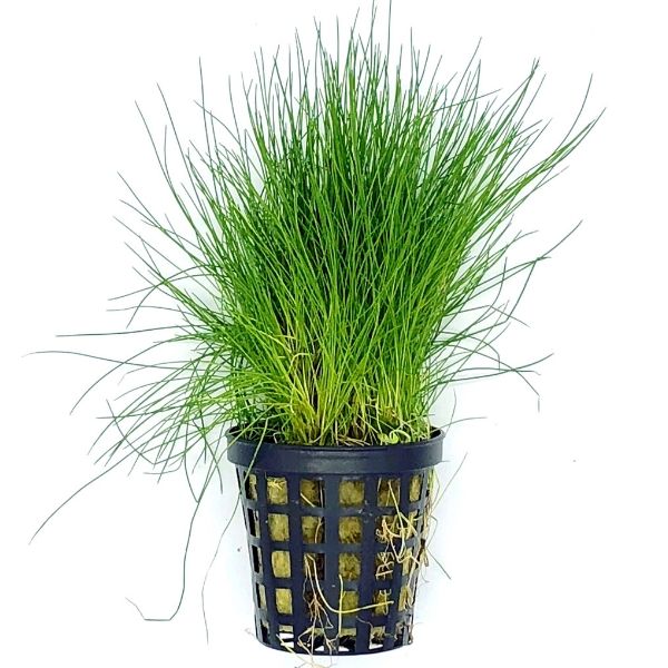 Hair Grass