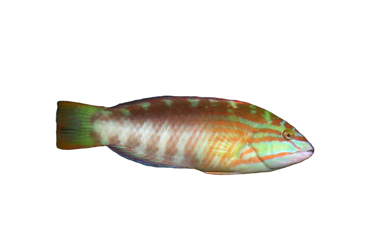 Guentheri Wrasse