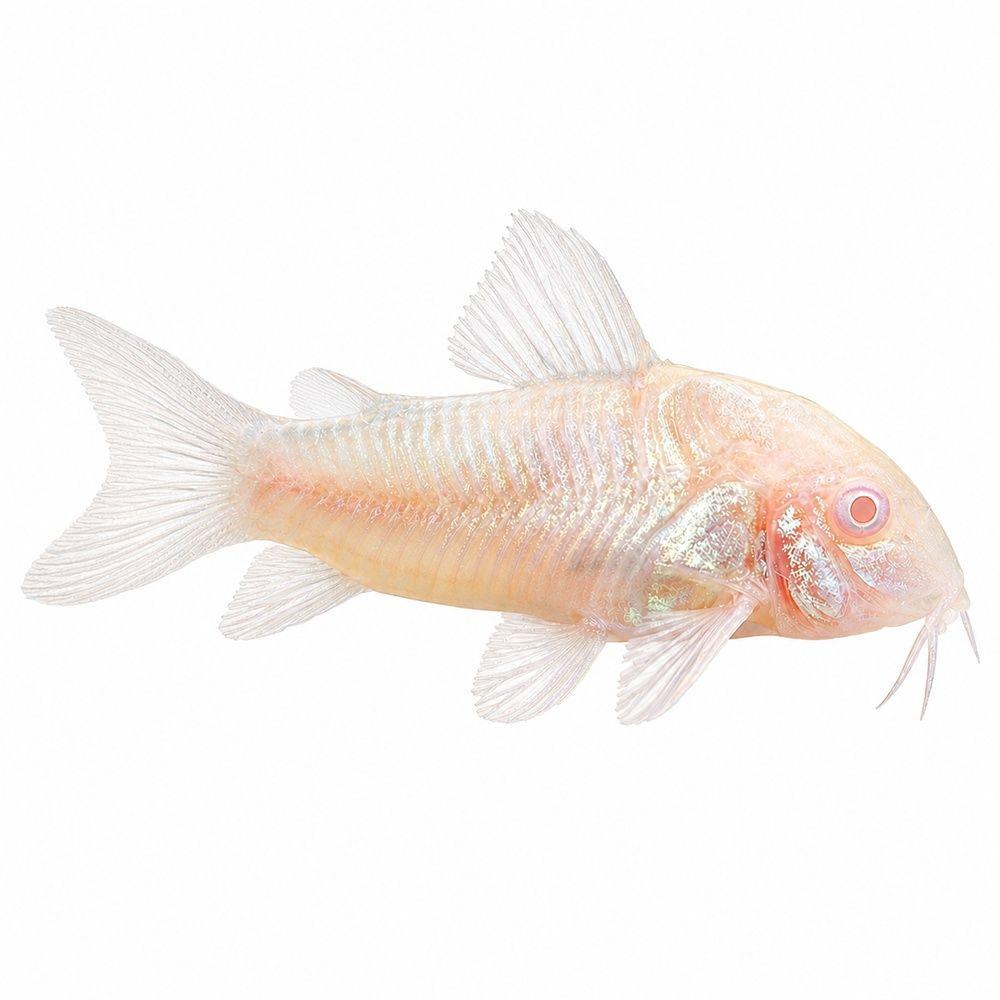 Albino Corydoras