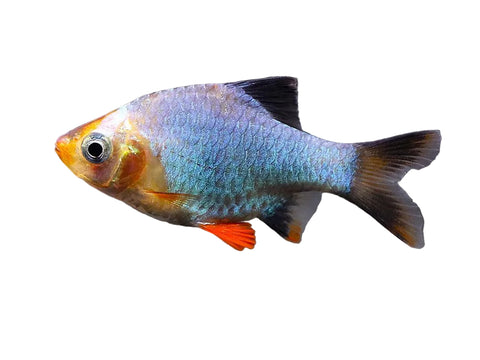 Platinum Moss Green Barb
