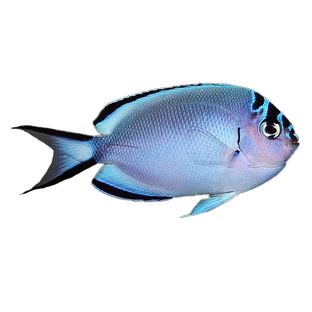 Wantanabe Angelfish (Female)
