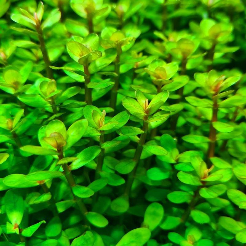 Rotala Bonsai