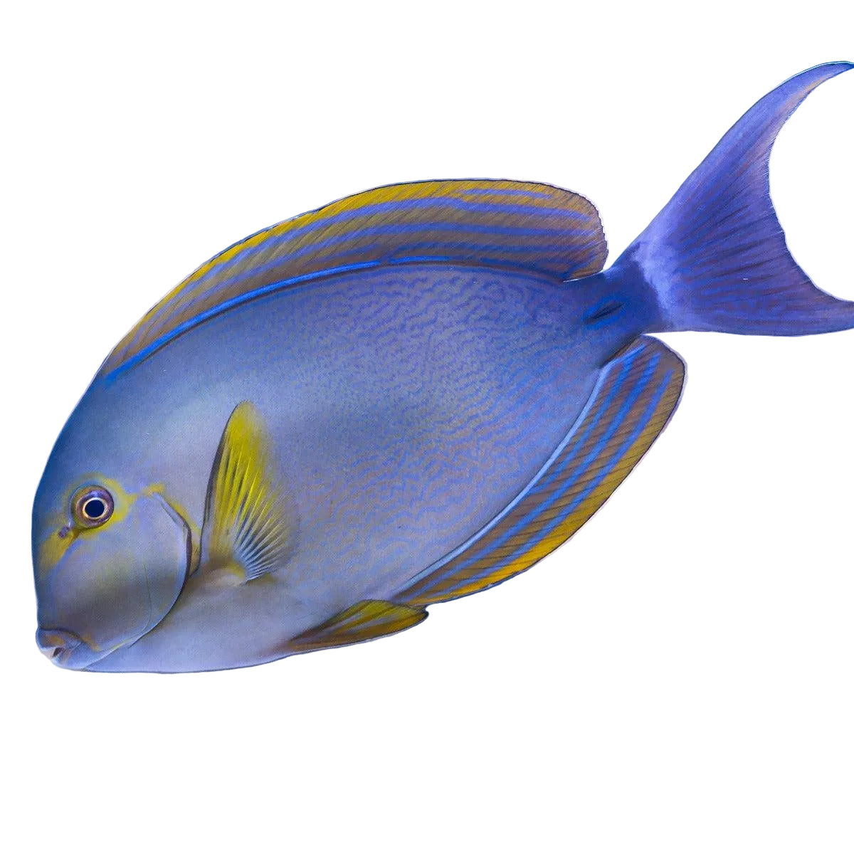 Yellowfin Tang