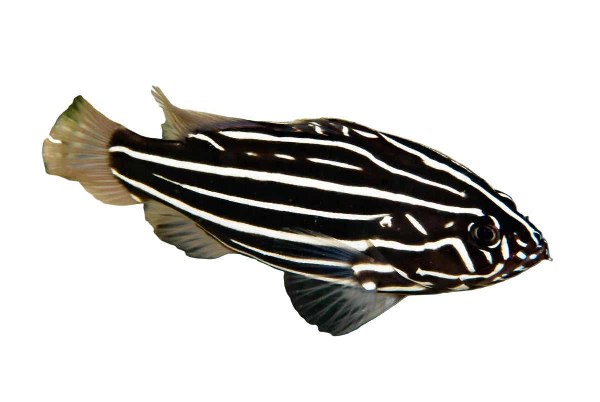 Sixlined Soapfish