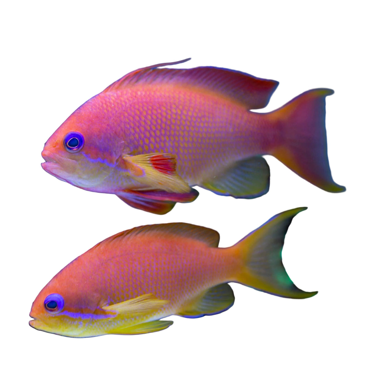 Lyretail Anthias