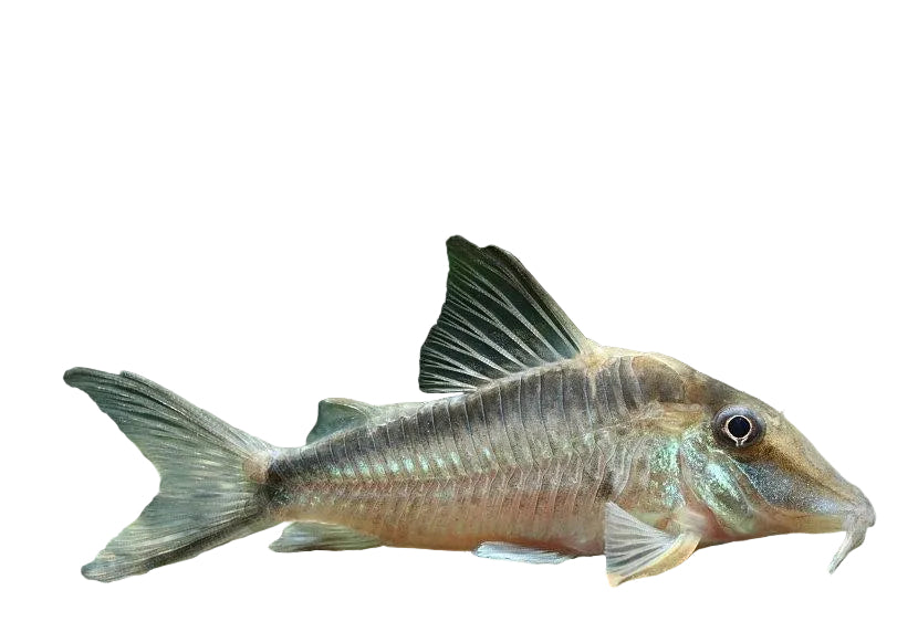 Longnose Corydora