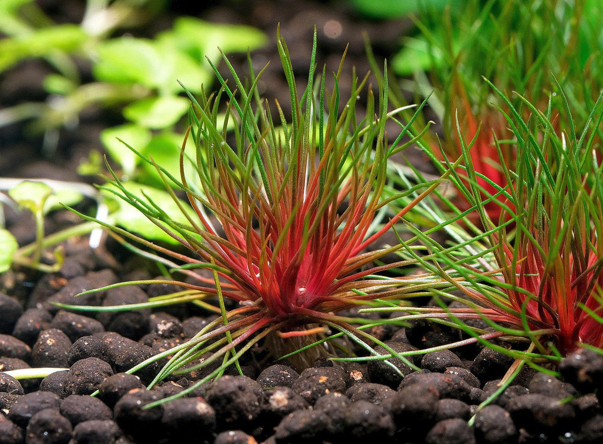 Eriocaulon 'Blood Vomit'