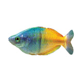 Boesemani Rainbowfish - photo 1