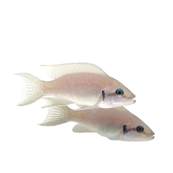 Albino Princess Cichlid