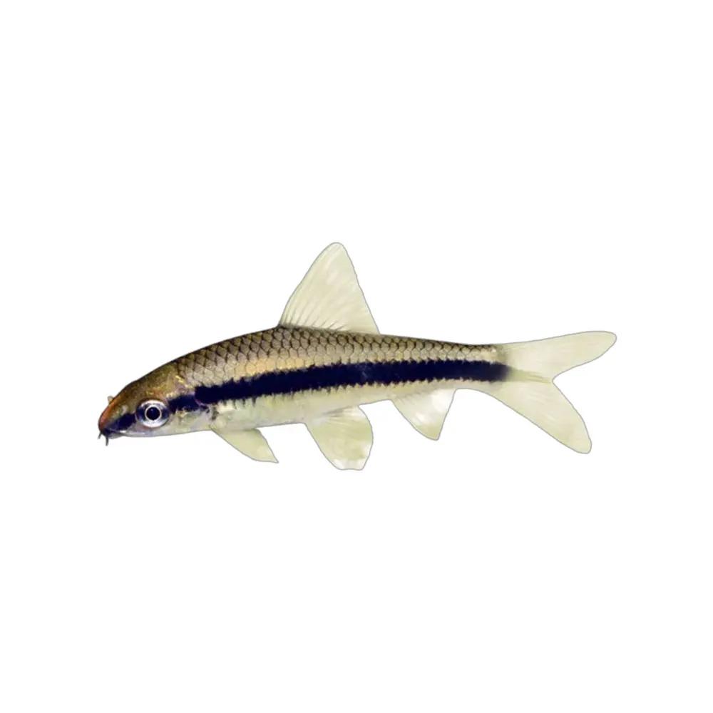 Siamese algae eater