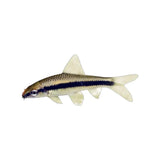 Siamese algae eater - photo 1