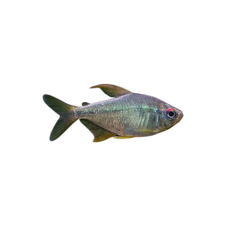 Diamond Tetra