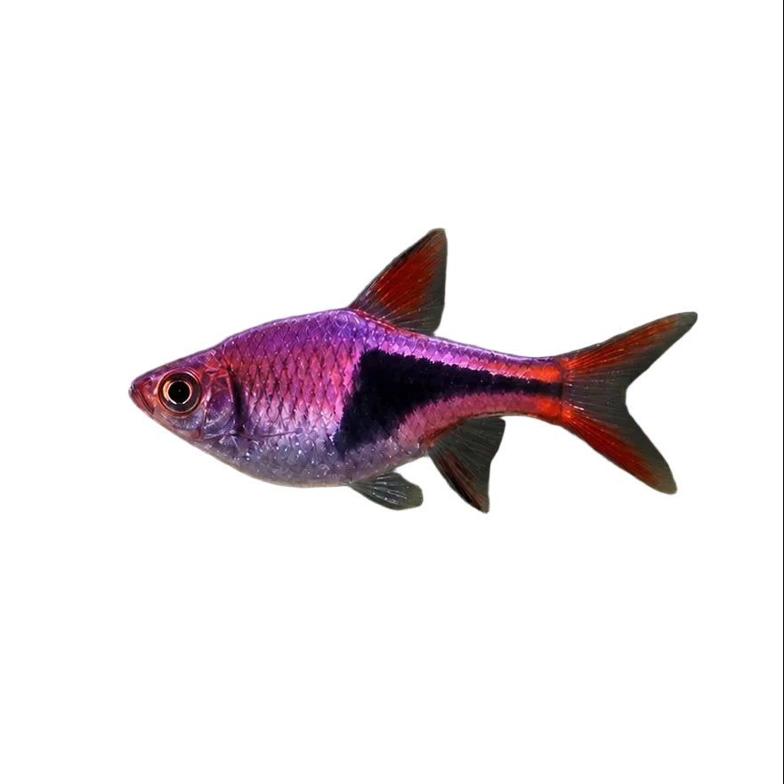 Buy Purple Harlequin Rasbora - Apex Aquatic Melbourne Australia