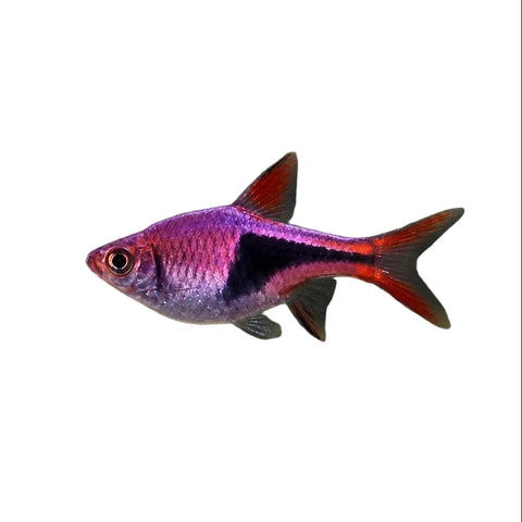Buy Purple Harlequin Rasbora - Apex Aquatic Melbourne Australia