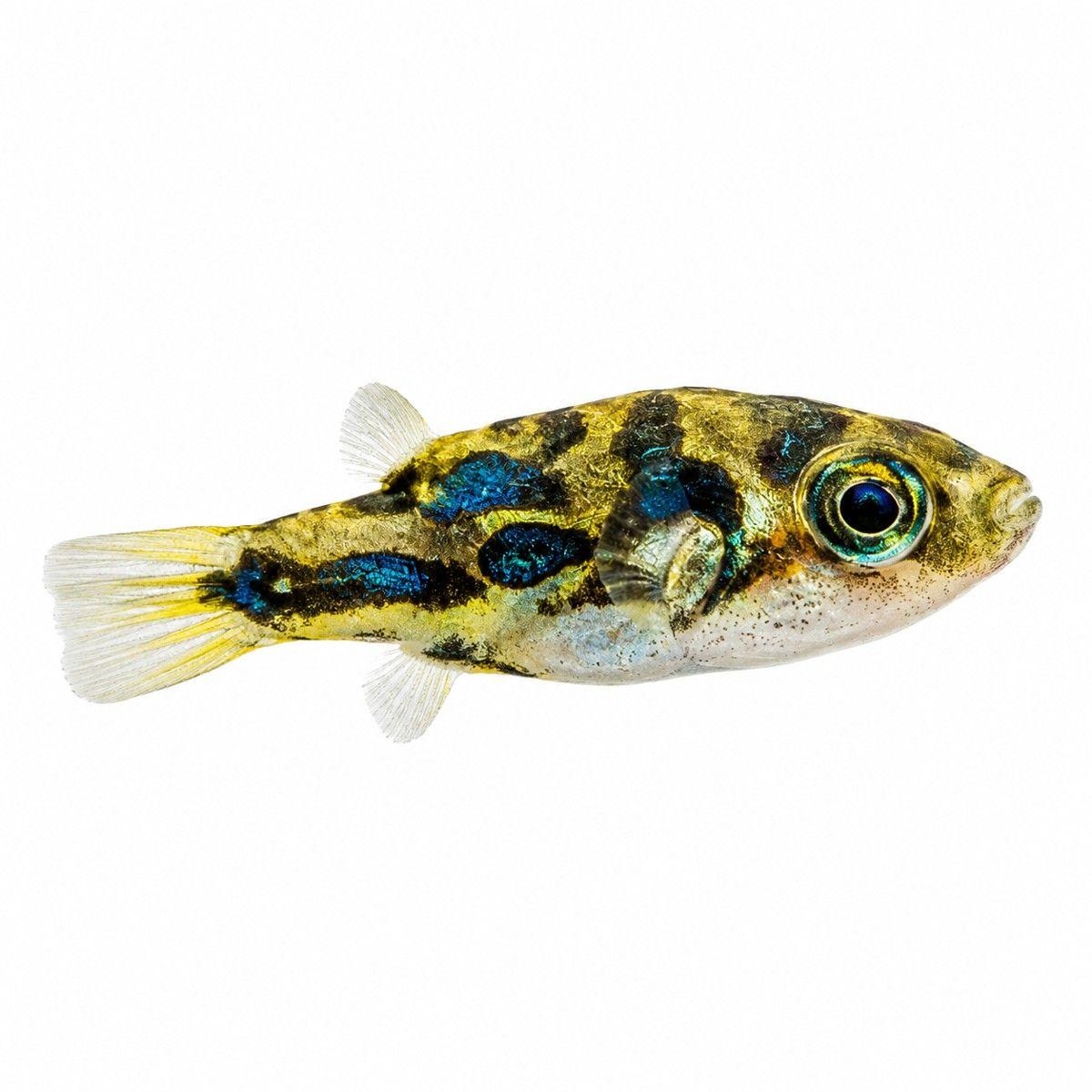 Pea Puffer