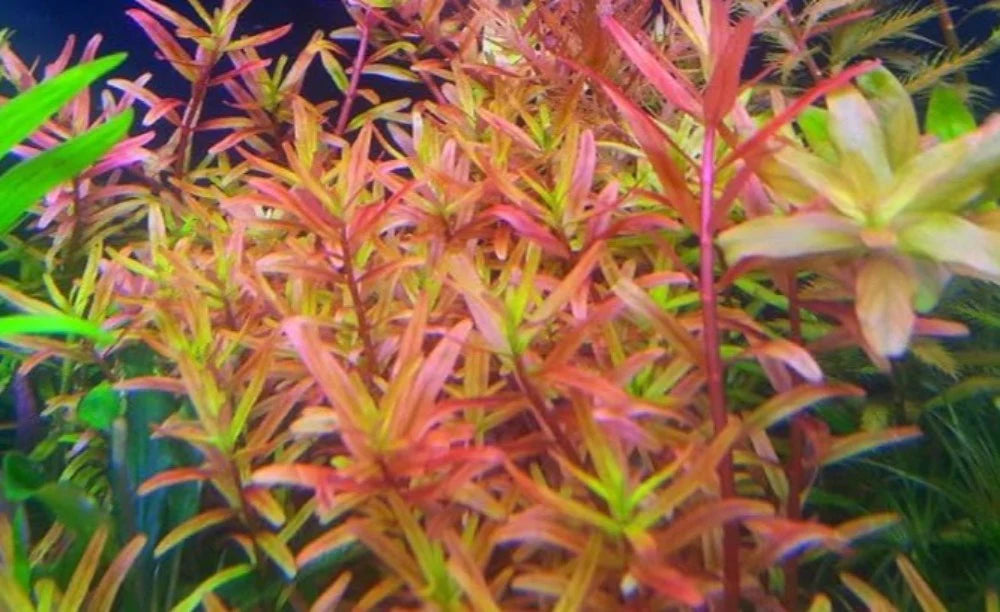 Rotala sp H'ra