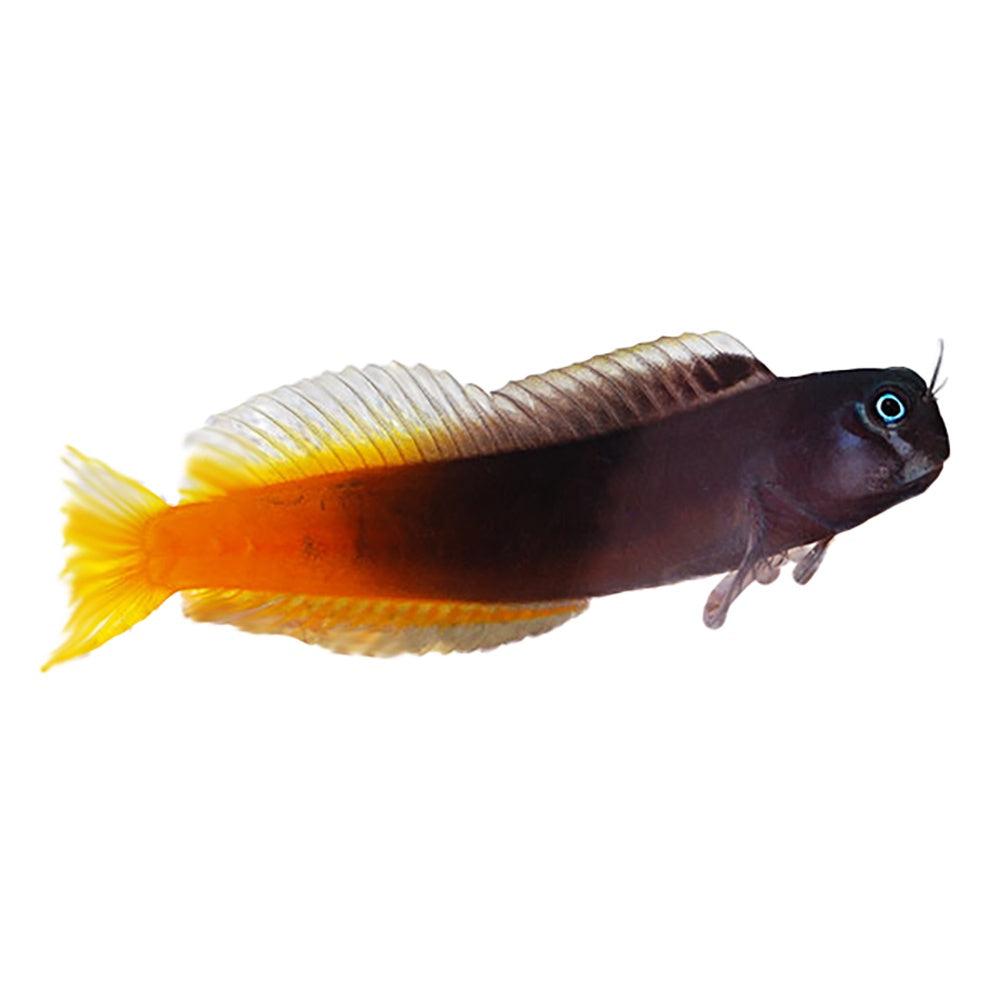 Bicolour blenny