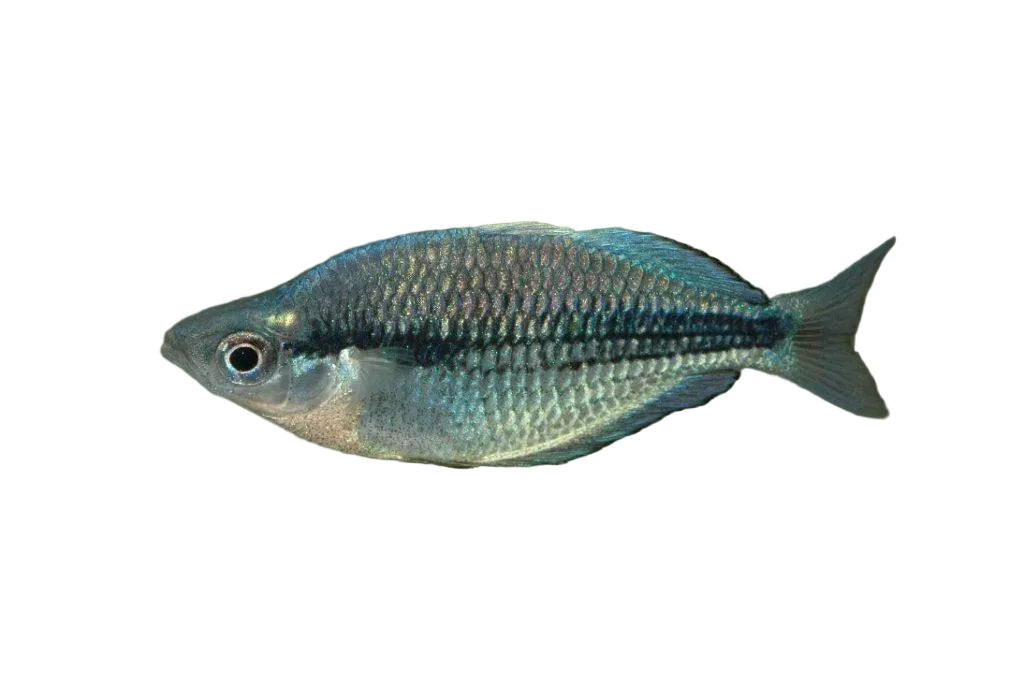 Kamaka Rainbow