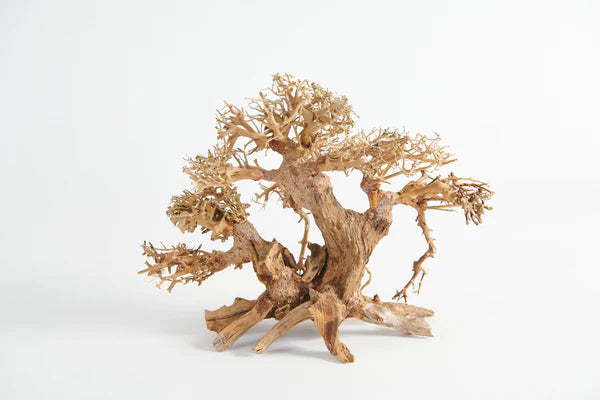 Golden Tree Bonsai