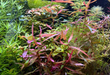 Persicaria Maculosa 'Sao Paulo' - photo 2