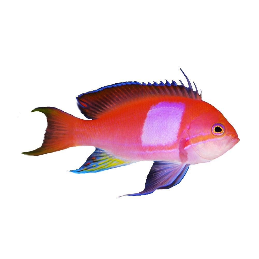 Squareback anthias