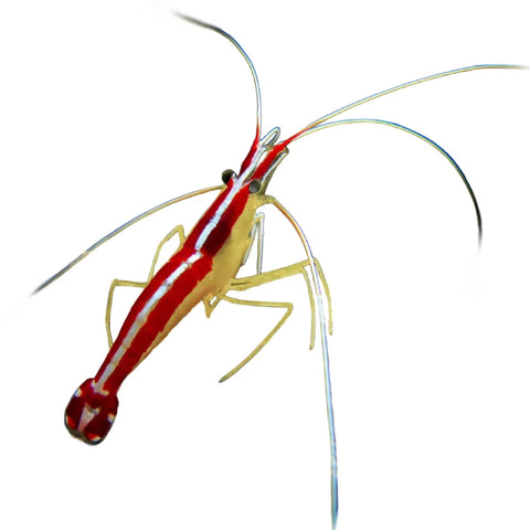 Red Line Cleaner Shrimp