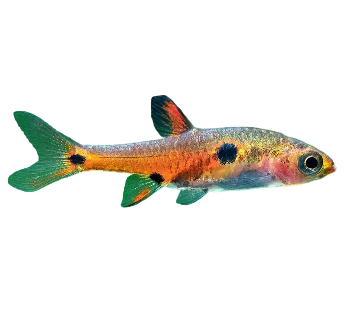 Strawberry Rasbora