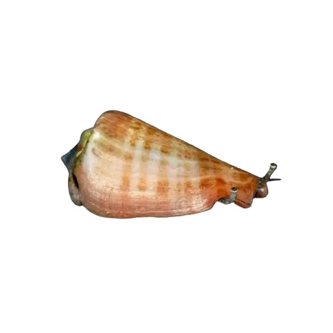 Strombus