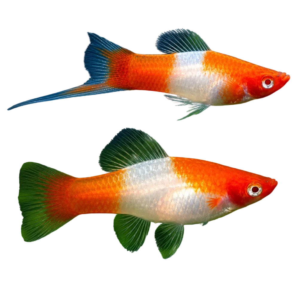 Two live aquarium fish, likely neon tetras, with vibrant orange-red and white coloration swimming among green aquatic plants in a dark water background.