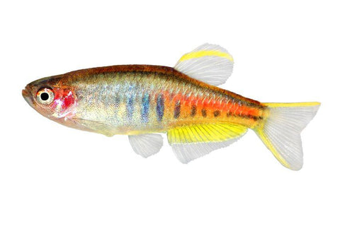 Glowlight Danio