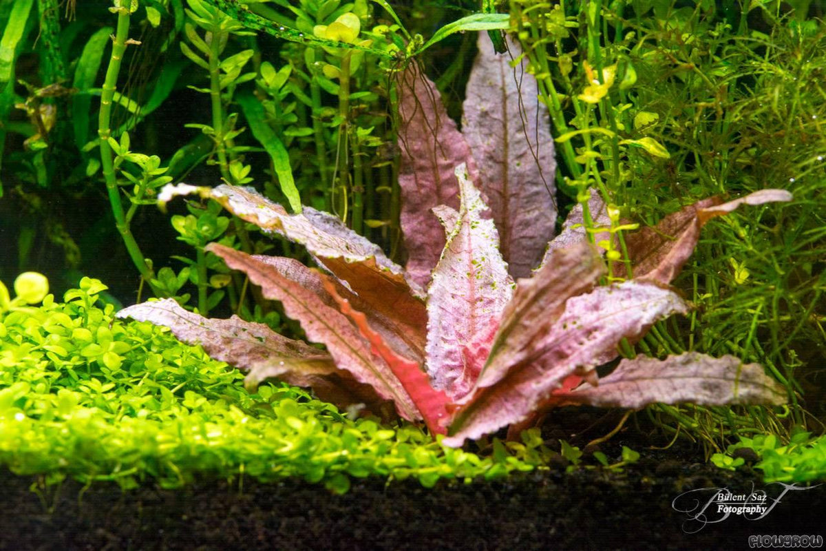 Flamingo Crypt
