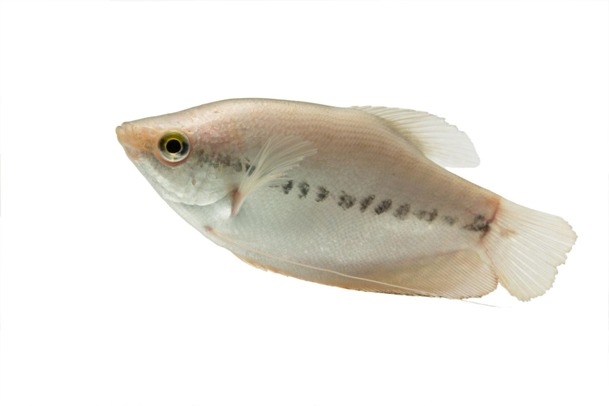 Snakeskin Gourami