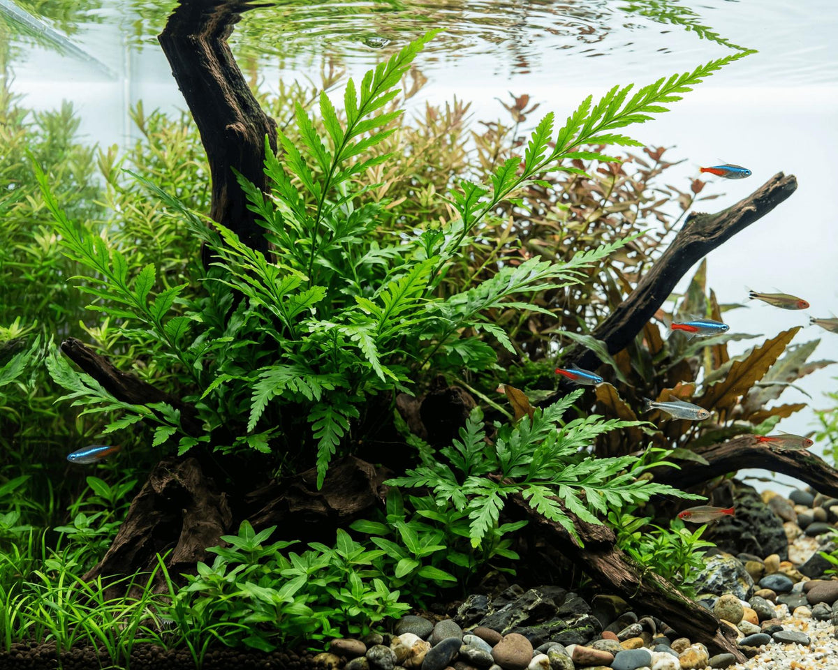 Lace Fern