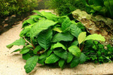 Anubias (Assorted) - photo 2