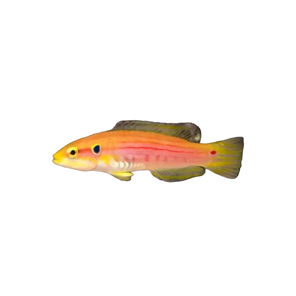 A small live fish, likely a live coral fish (such as a wrinkle wrasse or damselfish), shown in profile against a solid black background. The fish features a vibrant color palette of yellow, orange, and pink, with a small red spot near the tail.