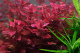 Rotala Macrandra - photo 2