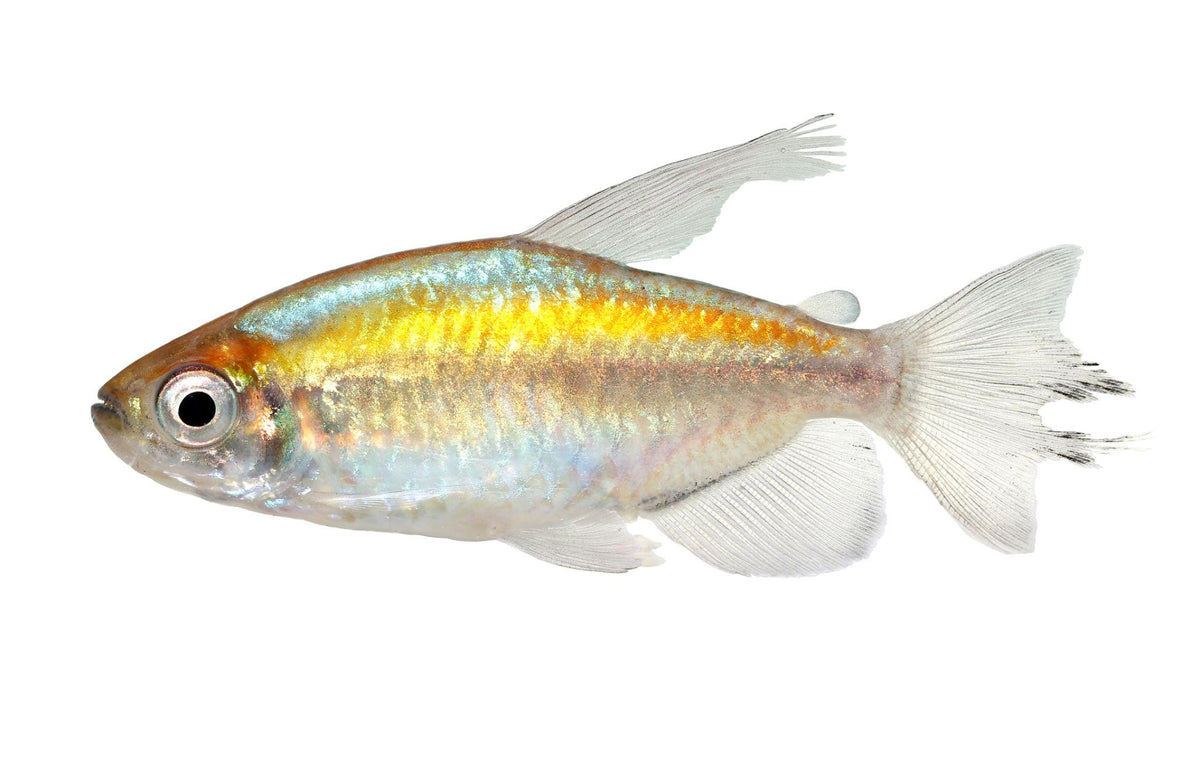Congo Tetra