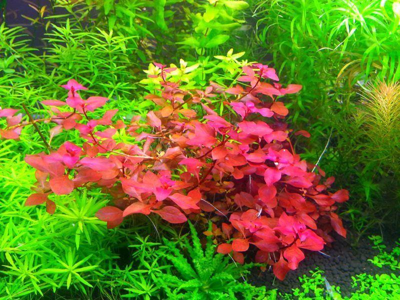 Ludwigia Super Mini Red