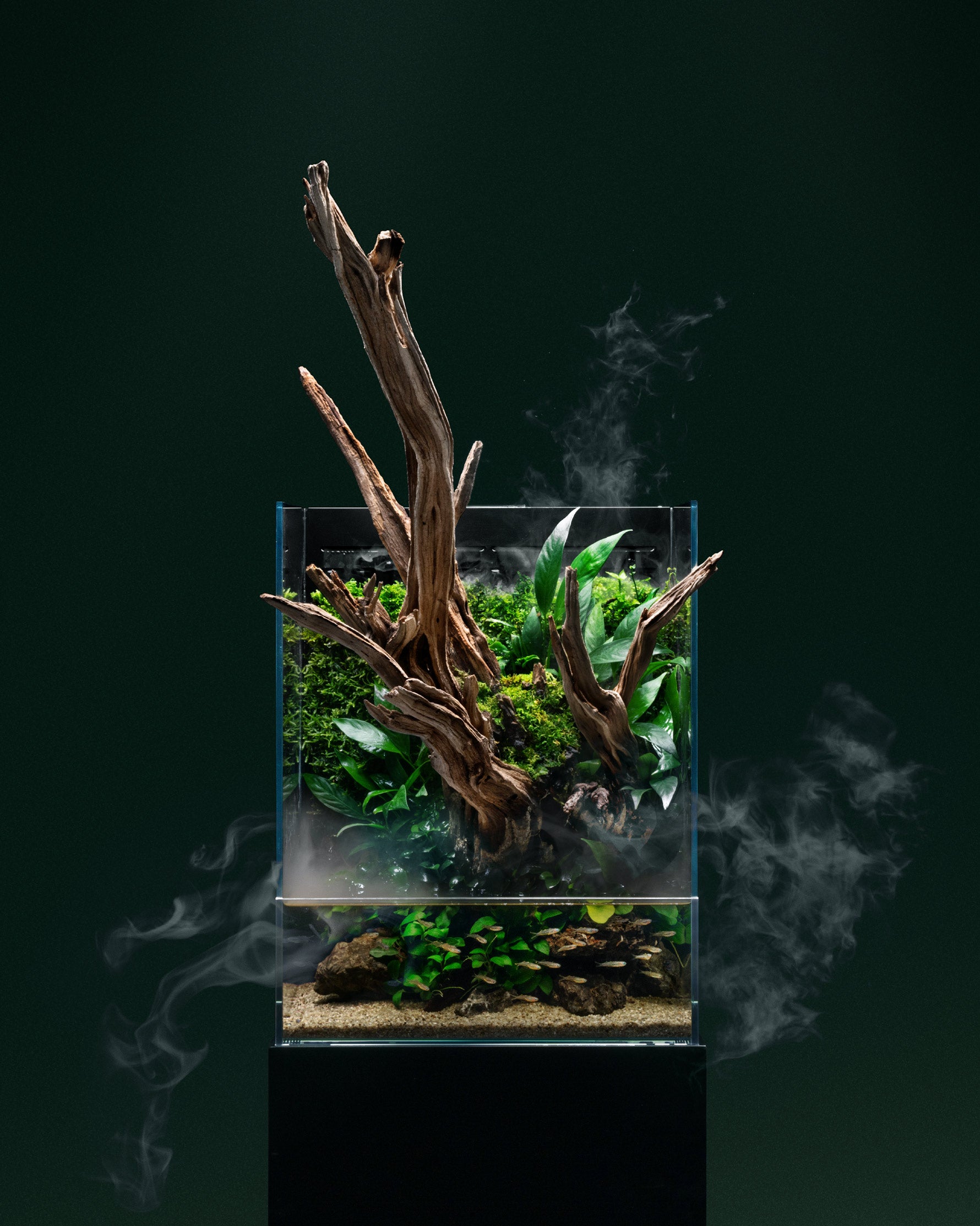 UNS Foresta Paludarium