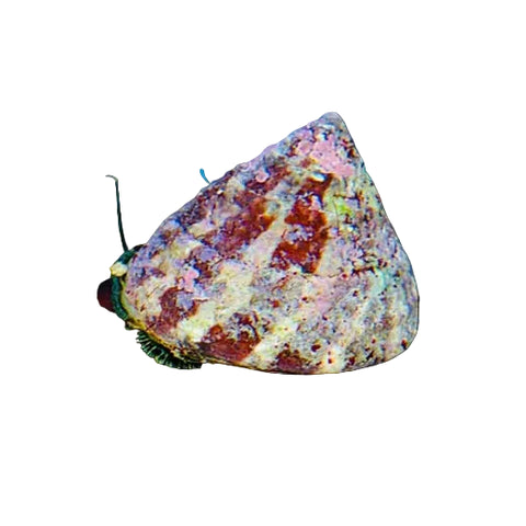 Trochus Snail