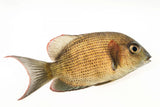 Paretroplus Menarambo Cichlid - photo 2