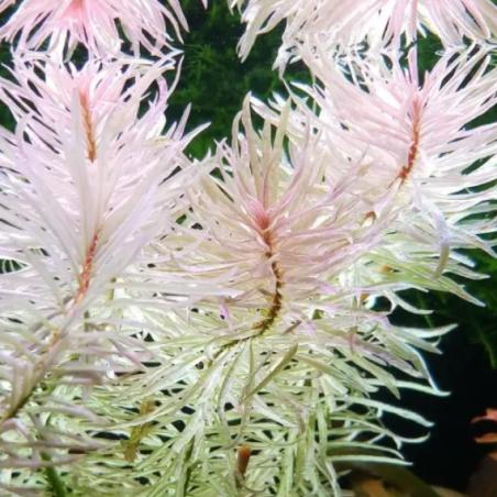 Ludwigia White