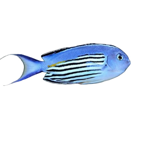 Watanabe Angelfish (Male)