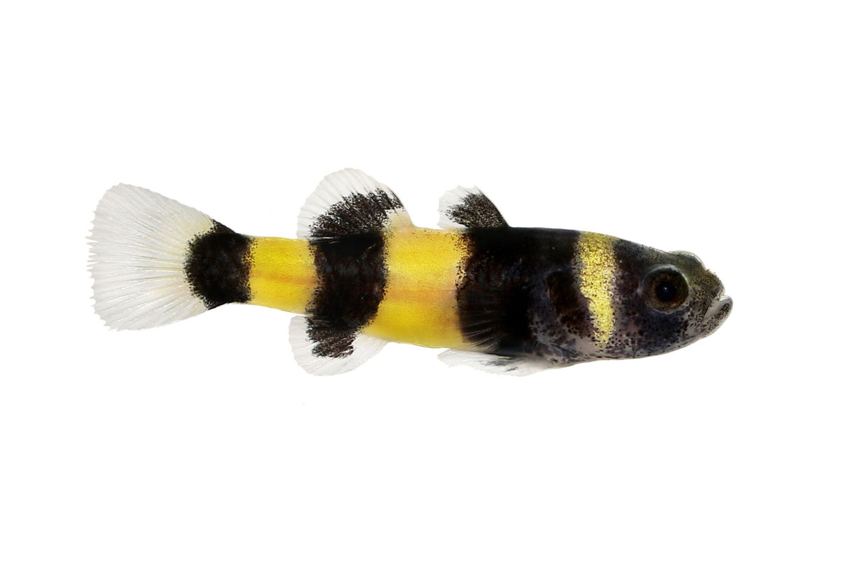 Bumble Bee Goby