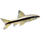 Siamese algae eater - photo 2