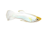 Platinum Koi Guppy - photo 1