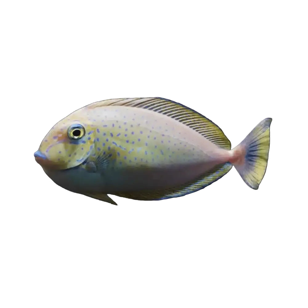 Vlamingii Tang