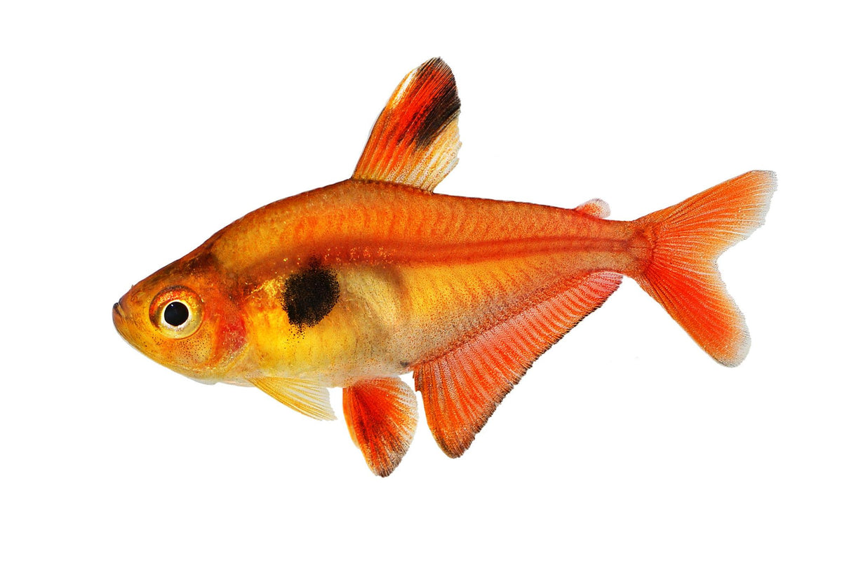Super Red Serpae Tetra